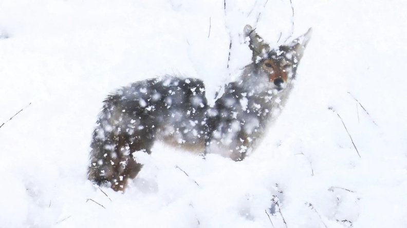 Coyote in the snow, Phelan, California, USA